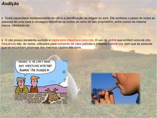 Audição  Outra capacidade impressionante do cão é a identificação da origem do som. Ele conhece o passo de todas as pessoas de uma casa e consegue identificar os ruídos do carro do seu proprietário, entre outros da mesma marca, cilindrada etc.   O cão possui excelente audição e capta sons inaudíveis para nós. O uso de apitos que emitem sons de alta frequência são, às vezes, utilizados para comando de cães polícias e militares à distância, sem que as pessoas que se encontram próximas dos mesmos captem tais sons.