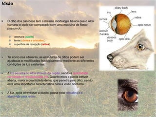 VisãoO olho dos canídeos tem a mesma morfologia básica que o olho humano e pode ser comparado com uma máquina de filmar, possuindo:abertura (pupila) lente (córnea e cristalino)superfície de recepção (retina). Tal como nas câmaras, asestruturas do olhos podem ser ajustadas e modificadas fisiologicamente mediante as diferentes condições de luz existentes.A luz penetra no olho através da pupila, sendo a quantidade controlada e regulada pela íris. Quanto mais a pupila estiver aberta, maior a quantidade de luz que penetra pelo olho, sendo esta uma importante característica para a visão nocturna. A luz, após atravessar a pupila, passa pelo cristalino e é absorvida pela retina.
