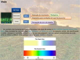 VisãoRodopsinaDetecção do movimento80% Adaptados para condições em que há pouca luz20% Percepção de cor e do detalhe    Ao contrário dos humanos em que a retina possui três tipos de cones, o olho canídeo apenas possui dois tipos. Esta condição faz com que cães não consigam ver todas as cores do espectro visível, não identificando o verde, o laranja e o vermelho, porque os cones que eles possuem,apenascaptam comprimentos de onda entre os 429nm e 555nm, zona correspondente ao azul, violeta e amarelo.