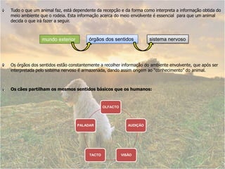 Tudo o que um animal faz, está dependente da recepção e da forma como interpreta a informação obtida do meio ambiente que o rodeia. Esta informação acerca do meio envolvente é essencial  para que um animal decida o que irá fazer a seguir. Os órgãos dos sentidos estão constantemente a recolher informação do ambiente envolvente, que após ser interpretada pelo sistema nervoso é armazenada, dando assim origem ao “conhecimento” do animal. Os cães partilham os mesmos sentidos básicos que os humanos:sistema nervosoórgãos dos sentidos mundo exterior 
