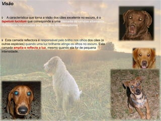 Visão    A característica que torna a visão dos cães excelente no escuro, é o tapetum lucidum que corresponde a uma camada de células altamente reflectoras localizadas por trás dos foto-receptores.    Esta camada reflectora é responsável pelo brilho nos olhos dos cães (e outras espécies) quando uma luz brilhante atinge os olhos no escuro. Esta camada amplia e reflecte a luz, mesmo quando ela for de pequena intensidade. 