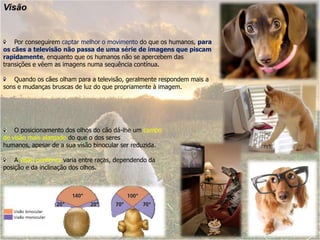 Visão    Por conseguirem captar melhor o movimento do que os humanos, para os cães a televisão não passa de uma série de imagens que piscam rapidamente, enquanto que os humanos não se apercebem das transições e vêem as imagens numa sequência contínua.     Quando os cães olham para a televisão, geralmente respondem mais a sons e mudanças bruscas de luz do que propriamente à imagem.    O posicionamento dos olhos do cão dá-lhe um campo de visão mais alargado do que o dos seres humanos, apesar de a sua visão binocular ser reduzida.    A visão periféricavaria entre raças, dependendo da posição e da inclinação dos olhos.