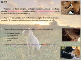 TactoAs sensações tácteis são primordiais para o desenvolvimento normal dosanimais. Na fase inicial da vida dos cães o tacto é o sentido mais importante, sendofundamental o contacto com a progenitora.Através do tacto, os cães podem diferenciar sensações de pressão e contacto,sensações térmicas e sensações dolorosas, dependendo do tipo de estímulo.As sensações térmicas apenas são captadas em determinadas zonas: superfície cutânea cavidade nasalcavidade bucalânusExistem dois tipos principais de termo-receptores, os de calor e os de frio.
