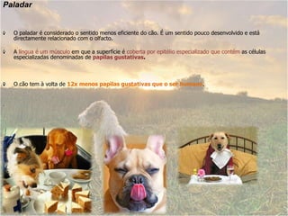 PaladarO paladar é considerado o sentido menos eficiente do cão. É um sentido pouco desenvolvido e está directamente relacionado com o olfacto.A língua é um músculo em que a superfície é coberta por epitélio especializado que contém as células especializadas denominadas de papilas gustativas. O cão tem à volta de 12x menos papilas gustativas que o ser humano..