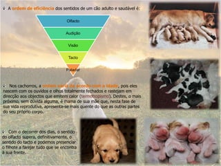   A ordem de eficiência dos sentidos de um cão adulto e saudável é:   Nos cachorros, a ordem varia de acordo com a idade, pois eles nascem com os ouvidos e olhos totalmente fechados e rastejam em direcção aos objectos que emitem calor (termotropismo). Destes, o mais próximo, sem dúvida alguma, é mama de sua mãe que, nesta fase de sua vida reprodutiva, apresenta-se mais quente do que as outras partes do seu próprio corpo.    Com o decorrer dos dias, o sentido do olfacto supera, definitivamente, o sentido do tacto e podemos presenciar o filhote a farejar tudo que se encontra à sua frente.