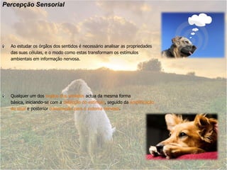 Percepção SensorialAo estudar os órgãos dos sentidos é necessário analisar as propriedades das suas células, e o modo como estas transformam os estímulos ambientais em informação nervosa.Qualquer um dos órgãos dos sentidos actua da mesma forma básica, iniciando-se com a detecção do estímulo, seguido da amplificação do sinal e posterior transmissão para o sistema nervoso. 