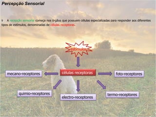 Percepção Sensorial    A recepção sensorial começa nos órgãos que possuem células especializadas para responder aos diferentes tipos de estímulos, denominadas de células receptoras. estímuloscélulas receptoras mecano-receptoresfoto-receptoresquimio-receptorestermo-receptoreselectro-receptores 