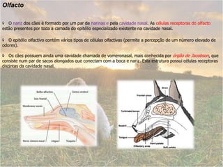 Olfacto   O nariz dos cães é formado por um par de narinas e pela cavidade nasal. As células receptoras do olfacto estão presentes por toda a camada do epitélio especializado existente na cavidade nasal.   O epitélio olfactivo contém vários tipos de células olfactivas (permite a percepção de um número elevado de odores).    Os cães possuem ainda uma cavidade chamada de vomeronasal, mais conhecida por órgão de Jacobson, que consiste num par de sacos alongados que conectam com a boca e nariz. Esta estrutura possui células receptoras distintas da cavidade nasal.