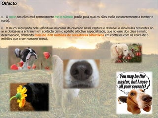 Olfacto   O nariz dos cães está normalmente frio e húmido (razão pela qual os cães estão constantemente a lamber o nariz).    O muco segregado pelas glândulas mucosas da cavidade nasal captura e dissolve as moléculas presentes no ar e obriga-as a entrarem em contacto com o epitélio olfactivo especializado, que no caso dos cães é muito desenvolvido, contendo mais de 220 milhões de receptores olfactivos em contraste com os cerca de 5 milhões que o ser humano possui.