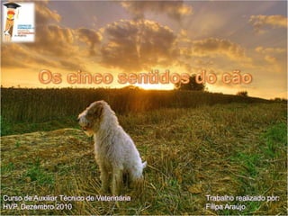Os cinco sentidos do cão  Trabalho realizado por:Filipa Araújo Curso de Auxiliar Técnico de VeterináriaHVP, Dezembro 2010 