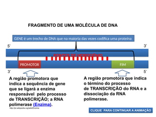 BIOLOGIA, 1º Ano (Ensino Médio)
Os ácidos nucléicos e o código genético
PROMOTOR FIM
FRAGMENTO DE UMA MOLÉCULA DE DNA
GENE é um trecho de DNA que na maioria das vezes codifica uma proteína
A região promotora que
indica a sequência de gene
que se ligará a enzima
responsável pelo processo
de TRANSCRIÇÃO; a RNA
polimerase (Enzima).
http://pt.wikipedia.org/wiki/Enzima
A região promotora que indica
o término do processo
de TRANSCRIÇÃO do RNA e a
dissociação da RNA
polimerase.
5’
3’
3’
5’
PONTES DE HIDROGÊNIO
CLIQUE PARA CONTINUAR A ANIMAÇÃO
 