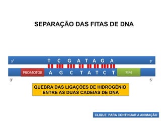 BIOLOGIA, 1º Ano (Ensino Médio)
Os ácidos nucléicos e o código genético
QUEBRA DAS LIGAÇÕES DE HIDROGÊNIO
ENTRE AS DUAS CADEIAS DE DNA
SEPARAÇÃO DAS FITAS DE DNA
‘
A G C T A T C T FIM
PROMOTOR
5’ T C G A T A G A 3’
5’
3’
CLIQUE PARA CONTINUAR A ANIMAÇÃO
 