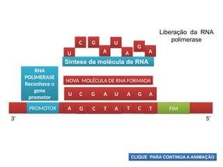 BIOLOGIA, 1º Ano (Ensino Médio)
Os ácidos nucléicos e o código genético
A
Liberação da RNA
polimerase
U
C G
A
U
A
G
RNA
POLIMERASE
Reconhece o
gene
promotor
PROMOTOR FIM
RIBONUCLEOTIDEO
U C G A U A G A
A G C T A T C T
NOVA MOLÉCULA DE RNA FORMADA
3’ 5’
CLIQUE PARA CONTINUA A ANIMAÇÃO
Síntese da molécula de RNA
 