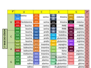 BIOLOGIA, 1º Ano (Ensino Médio)
Os ácidos nucléicos e o código genético
UUU
UUC
UUA
UUG
UAU
UAC
UCA
UCG
UCU
UCC
UAA
UAG
UGA
UGG
UGU
UGC
CUA
CUG
CUU
CUC
AUA
AUG
AUU
AUC
GUA
GUG
GUU
GUC
CCA
CCG
CUU
CCC
ACA
ACG
ACU
ACC
GCA
GCG
GCU
GCC
CAA
CAG
CCU
CAC
AAA
AAG
AAU
AAC
GAA
GAG
GAU
GAC
CGA
CGG
CGU
CGC
AGA
AGG
AGU
AGC
GGA
GGG
GGU
GGC
2ª U C A G 3ª
U
fenilalanina
serina tirosina cisteína U
fenilalanina serina tirosina cisteína C
leucina serina PARE PARE A
leucina serina PARE triptofano G
C
leucina prolin histidina arginina U
leucina prolin histidina arginina C
leucina prolin glutamina arginina A
leucina prolin glutamina arginina G
A
isoleucina treonina aspagina serina U
isoleucina treonina aspagina serina C
isoleucina treonina lisina arginina A
metionina treonina lisina arginina G
G
valina alanina Ác.aspartico glicina U
valina alanina Ác.aspartico glicina C
valina alanina Ác.glutamico glicina A
valina alanina Ác.glutamico glicina G
1ª
BASE
DO
CÓDON
 