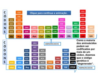 BIOLOGIA, 1º Ano (Ensino Médio)
Os ácidos nucléicos e o código genético
Clique para continua a animação .
GCU
GCC
GCA
GCG
CGA
CGG
AGA
AGG
GAU
GAC
AAU
AAC
UGU
UGC
GAA
GAG
GGU
GGC
CAA
CAG
GGA
GGG
CGU
CGC
ACU
ACC
ACA
CCA
CCG
UUA
UUG
AAA
AAG
UUC
CCU
CCC
CCA
CCG
UCA
UCG
AGU
AGC ACG
ACU
ACC
ACA UAU
UAC
GUU
GUC
GUA
GUG
UAA
UAG
UGA
CGU
CGC
CCU
CCC
UCU
UCC
Ala Arg Asp Asn Cys Glu Gln Gly His Ile Leu Lys
Met Phe Pro Ser Thr Trp Tyr Val STOP
AUG
UUU
UGG
C
Ó
D
O
N
S
AMINOÁCIDOS
C
Ó
D
O
N
S
AMINOÁCIDOS
Como a maioria
dos aminoácidos
podem ser
codificados por
mais de um
códon, dizemos
que o código
genético é
“degenerado”.
 