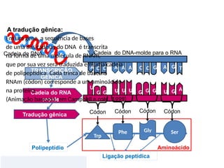 BIOLOGIA, 1º Ano (Ensino Médio)
Os ácidos nucléicos e o código genético
Cadeia do RNA
molde
TRANSCRIÇÃO
GÊNICA
‘
G
U A
U
G G U U U
A T
G
G
G G
G
C C
C
C
A tradução gênica:
A A
A
A
Códon Códon Códon Códon
Gly
Ligação peptídica
Ser
Trp
Phe
Aminoácido
Cadeia do DNA-molde para o RNA
Tradução gênica
Polipeptídio
Em um gene, a sequência de bases
de uma das cadeias do DNA é transcrita
na forma de uma molécula de RNAm,
que por sua vez será traduzida em uma cadeia
de polipeptídica. Cada trinca de base no
RNAm (códon) corresponde a um aminoácido
na proteína.
(Animação baseada: em Campbell e cols., 1999)
Clique para iniciar a animação
Cadeia de DNA
 