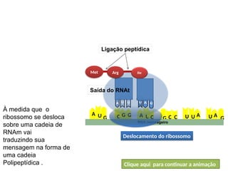 A
U
U
G
U
A U
A C C
G C
G
C G A
U G
RNA mensageiro
Met
BIOLOGIA, 1º Ano (Ensino Médio)
Os ácidos nucléicos e o código genético
Arg
Ligação peptídica
Deslocamento do ribossomo
Saída do RNAt
À medida que o
ribossomo se desloca
sobre uma cadeia de
RNAm vai
traduzindo sua
mensagem na forma de
uma cadeia
Polipeptídica . Clique aqui para continuar a animação
 