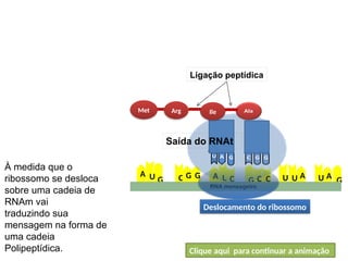 A
U
U
G
U
A U
A C C
G C
G
C G A
U G
RNA mensageiro
Met
BIOLOGIA, 1º Ano (Ensino Médio)
Os ácidos nucléicos e o código genético
Arg Ile
Ligação peptídica
Deslocamento do ribossomo
Saída do RNAt
À medida que o
ribossomo se desloca
sobre uma cadeia de
RNAm vai
traduzindo sua
mensagem na forma de
uma cadeia
Polipeptídica. Clique aqui para continuar a animação
 