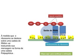 A
U
U
G
U
A U
A C C
G C
G
C G A
U G
RNA mensageiro
BIOLOGIA, 1º Ano (Ensino Médio)
Os ácidos nucléicos e o código genético
Met Arg Ile Ala
Ligação peptídica
Saída do RNAt
Deslocamento do ribossomo
À medida que o
ribossomo se desloca
sobre uma cadeia de
RNAm vai
traduzindo sua
mensagem na forma de
uma cadeia
Polipeptídica . Clique aqui para continuar a animação
 