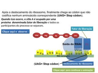 A
U
U
G
U
A U
A C C
G C
G
C G A
U G
RNA mensageiro
F L
BIOLOGIA, 1º Ano (Ensino Médio)
Os ácidos nucléicos e o código genético
Met Arg Ile Ala Leu
Fator de liberação
Saída do RNAt
Quando isso ocorre, o sítio A é ocupado por uma
proteína denominada fator de liberação e todos os
participantes do processo se separam.
Deslocamento do ribossomo
Após o deslocamento do ribossomo, finalmente chega ao códon que não
codifica nenhum aminoácido correspondente (UAG= Stop códon).
Clique aqui e observe :
Clique aqui para continuar a animação
(UAG= Stop códon)
 