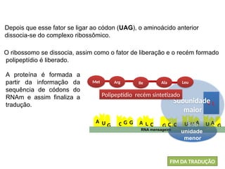 A
U
U
G
U
A U
A C C
G C
G
C G A
U G
RNA mensageiro
F L
BIOLOGIA, 1º Ano (Ensino Médio)
Os ácidos nucléicos e o código genético
Met
Sub
unidade
menor
Subunidade
maior
Arg Ile Ala Leu
Polipeptídio recém sintetizado
A proteína é formada a
partir da informação da
sequência de códons do
RNAm e assim finaliza a
tradução.
Depois que esse fator se ligar ao códon (UAG), o aminoácido anterior
dissocia-se do complexo ribossômico.
O ribossomo se dissocia, assim como o fator de liberação e o recém formado
polipeptídio é liberado.
FIM DA TRADUÇÃO
 