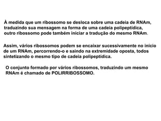 BIOLOGIA, 1º Ano (Ensino Médio)
Os ácidos nucléicos e o código genético
À medida que um ribossomo se desloca sobre uma cadeia de RNAm,
traduzindo sua mensagem na forma de uma cadeia polipeptídica,
outro ribossomo pode também iniciar a tradução do mesmo RNAm.
Assim, vários ribossomos podem se encaixar sucessivamente no início
de um RNAm, percorrendo-o e saindo na extremidade oposta, todos
sintetizando o mesmo tipo de cadeia polipeptídica.
O conjunto formado por vários ribossomos, traduzindo um mesmo
RNAm é chamado de POLIRRIBOSSOMO.
 