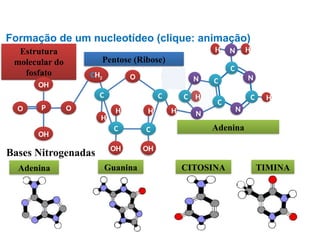 Estrutura
molecular do
ácido fosfórico
O
Pentose (Desoxirribose)
Bases Nitrogenadas
Adenina CITOSINA
Guanina TIMINA
BIOLOGIA, 1º Ano (Ensino Médio)
Os ácidos nucléicos e o código genético
P OH
OH
CH2
OH H
H
H
H
O
C
C C
C
H H
H
OH
H
N
C
N
C
C
C
N
N
C
N
H
Adenina
Formação de um nucleotídeo (clique: animação)
O
Pentose (Ribose)
OH
Estrutura
molecular do
fosfato
OH
 