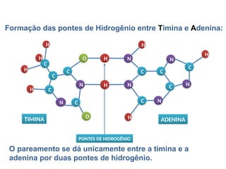 BIOLOGIA, 1º Ano (Ensino Médio)
Os ácidos nucléicos e o código genético
H
H
C
C
C
C
N
C
N
O
O H N
N
C C
N
C
C N
C N
H
H
H
H
H
TIMINA ADENINA
PONTES DE HIDROGÊNIO
Formação das pontes de Hidrogênio entre Timina e Adenina:
O pareamento se dá unicamente entre a timina e a
adenina por duas pontes de hidrogênio.
H
 