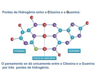 BIOLOGIA, 1º Ano (Ensino Médio)
Os ácidos nucléicos e o código genético
H
C
C
C
N
C
N
O
N H N
H N
C C
N
C
C
N
C N
H
H
N
H
H
N
CITOSINA GUANINA
PONTES DE HIDROGÊNIO
Pontes de Hidrogênio entre a Citosina e a Guanina:
O pareamento se dá unicamente entre a Citosina e a Guanina
por três pontes de hidrogênio.
 