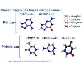 BIOLOGIA, 1º Ano (Ensino Médio)
Os ácidos nucléicos e o código genético
ADENINA (A) GUANINA (G)
CITOSINA (C)
Púricas
Pirimídicas
URACILA (U)
( ) = Nitrogênio
( ) = Hidrogênio
( ) = Carbono
( ) = Oxigênio
Classificação das bases nitrogenadas :
TIMINA (T)
Imagens : Sergeswi/Public Domain (A , B , C e D) / Kemikungen/Public Domain ( E ).
 