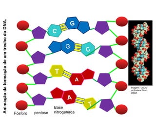 BIOLOGIA, 1º Ano (Ensino Médio)
Os ácidos nucléicos e o código genético
C
T
A
G
A
T
G
C
Fósforo pentose
Base
nitrogenada
Animação
da
formação
de
um
trecho
do
DNA.
Imagem : USDA/
ud Federal Govt.,
USDA
 