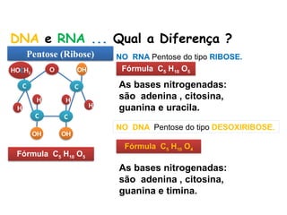 BIOLOGIA, 1º Ano (Ensino Médio)
Os ácidos nucléicos e o código genético
Pentose (Desoxirribose)
HOCH2
OH H
H
O
C
C C
C
H H
H
OH
Pentose (Ribose)
OH
DNA e RNA ... Qual a Diferença ?
NO RNA Pentose do tipo RIBOSE.
NO DNA Pentose do tipo DESOXIRIBOSE.
Fórmula C5 H10 O4
Fórmula C5 H10 O5
Fórmula C5 H10 O5
Fórmula C5 H10 O4
As bases nitrogenadas:
são adenina , citosina,
guanina e uracila.
As bases nitrogenadas:
são adenina , citosina,
guanina e timina.
 