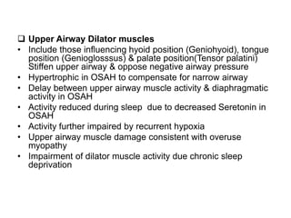  Upper Airway Dilator muscles
• Include those influencing hyoid position (Geniohyoid), tongue
position (Genioglosssus) & palate position(Tensor palatini)
Stiffen upper airway & oppose negative airway pressure
• Hypertrophic in OSAH to compensate for narrow airway
• Delay between upper airway muscle activity & diaphragmatic
activity in OSAH
• Activity reduced during sleep due to decreased Seretonin in
OSAH
• Activity further impaired by recurrent hypoxia
• Upper airway muscle damage consistent with overuse
myopathy
• Impairment of dilator muscle activity due chronic sleep
deprivation
 