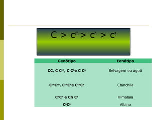 C > cch
> ch
> ca
Genótipo Fenótipo
CC, C Cch
, C Ch
e C Ca
Selvagem ou aguti
Cch
Cch
, Cch
Ch
e Cch
Ca
Chinchila
Ch
Ch
e Ch Ca
Himalaia
Ca
Ca
Albino
 