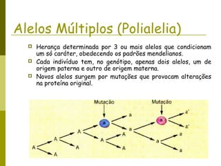 Alelos Múltiplos (Polialelia)
 Herança determinada por 3 ou mais alelos que condicionam
um só caráter, obedecendo os padrões mendelianos.
 Cada indivíduo tem, no genótipo, apenas dois alelos, um de
origem paterna e outro de origem materna.
 Novos alelos surgem por mutações que provocam alterações
na proteína original.
 