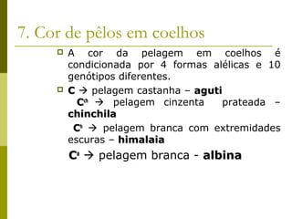 7. Cor de pêlos em coelhos
 A cor da pelagem em coelhos é
condicionada por 4 formas alélicas e 10
genótipos diferentes.
 CC  pelagem castanha – agutiaguti
CCchch
 pelagem cinzenta prateada –
chinchilachinchila
CChh
 pelagem branca com extremidades
escuras – himalaiahimalaia
CCaa
 pelagem branca - albinaalbina
 