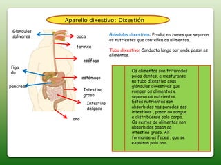 Aparello dixestivo: Dixestión
boca
farinxe
esófago
estómago
Intestino
groso
Intestino
delgado
ano
Glandulas
salivares
figa
do
pancreas
Glándulas dixestivas: Producen zumes que separan
os nutrientes que conteñen os alimentos.
Tubo dixestivo: Conducto longo por onde pasan os
alimentos.
Os alimentos son triturados
polos dentes, e mesturanse
no tubo dixestivo coas
glándulas dixestivas que
rompen os alimentos e
separan os nutrientes.
Estes nutrientes son
absorbidos nas paredes dos
intestinos , pasan ao sangue
e distribúense polo corpo.
Os restos de alimentos non
absorbidos pasan ao
intestino groso. Alí
formanse as feces , que se
expulsan polo ano.
 