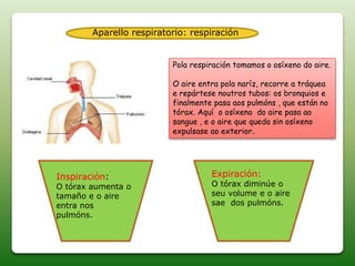 Aparello respiratorio: respiración
Pola respiración tomamos o osíxeno do aire.
O aire entra pola naríz, recorre a tráquea
e repártese noutros tubos: os bronquios e
finalmente pasa aos pulmóns , que están no
tórax. Aquí o osíxeno do aire pasa ao
sangue , e o aire que queda sin osíxeno
expulsase ao exterior.
Inspiración:
O tórax aumenta o
tamaño e o aire
entra nos
pulmóns.
Expiración:
O tórax diminúe o
seu volume e o aire
sae dos pulmóns.
 