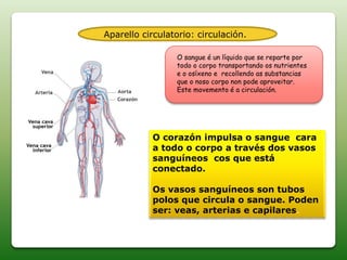 Aparello circulatorio: circulación.
O sangue é un líquido que se reparte por
todo o corpo transportando os nutrientes
e o osíxeno e recollendo as substancias
que o noso corpo non pode aproveitar.
Este movemento é a circulación.
O corazón impulsa o sangue cara
a todo o corpo a través dos vasos
sanguíneos cos que está
conectado.
Os vasos sanguíneos son tubos
polos que circula o sangue. Poden
ser: veas, arterias e capilares.
 