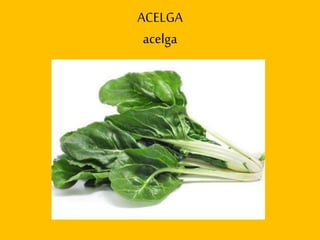 ACELGA
acelga
 