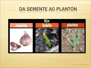 C.E.I.P. AGRO DO MUÍÑO