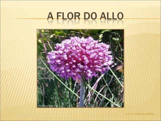 C.E.I.P. AGRO DO MUÍÑO