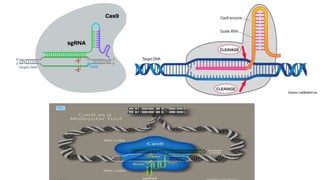 Crisper Cas 9 Pptx