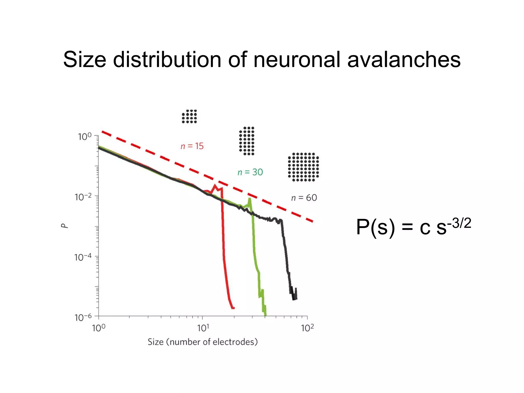 Size distribution of neuronal avalanches
P(s) = c s-3/2
 