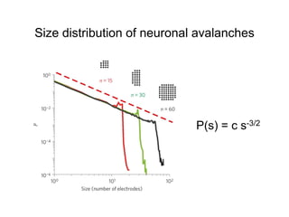 Size distribution of neuronal avalanches
P(s) = c s-3/2
 