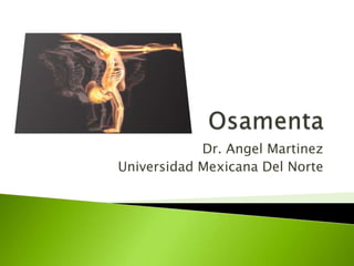 Osamenta  Dr. Angel Martinez Universidad Mexicana Del Norte 