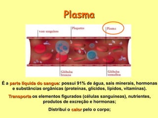 Elementos figurados do sangue ou células sanguíneas,[object Object],Plasma,[object Object]