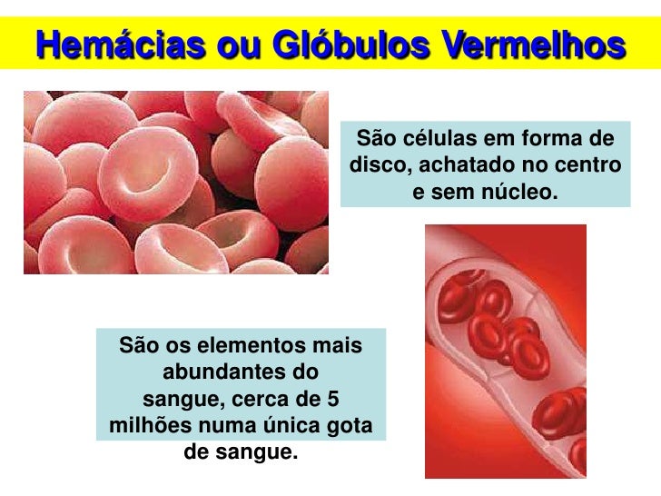 Ciclo De Vida Do Diagrama De Globulos Vermelhos Red Blood Cell