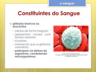 Constituintes do Sangue
 glóbulos brancos ou
leucócitos
• células de forma irregular;
• apresentam núcleo com
formas variadas;
• incolores;
• maiores do que os glóbulos
vermelhos;
• participam na defesa do
organismo, combatendo
microrganismos.
o sangue
Fonte: http://2.bp.blogspot.com/-
Yd7_0zRzPo4/TrhYIm4lLdI/AAAAAAAAANE/QQjNAIuNKSM/s400/
41968%255B1%255D.png
 