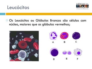 Leucócitos Os Leucócitos ou Glóbulos Brancos são células com núcleo, maiores que os glóbulos vermelhos; 